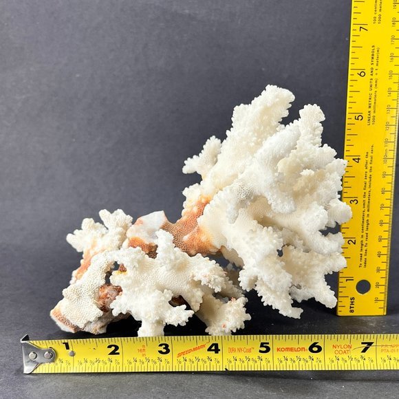 Natural White Coral Brown Stem Cluster Nautical Coastal Aquarium Decor 7" x 5" - Picture 10 of 13